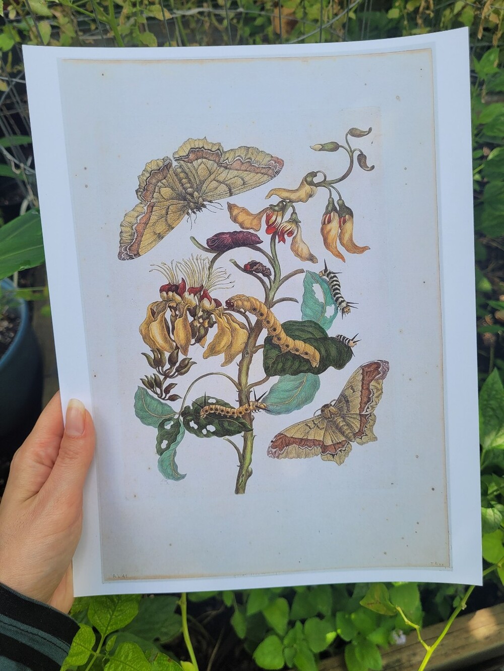 Botanical Art Print - Yellow & Green 8.5x11